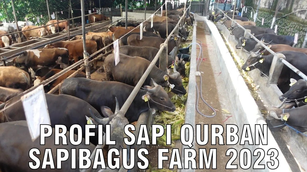 
                                 Profil-Sapi-Qurban-Sapibagus-Farm-2023